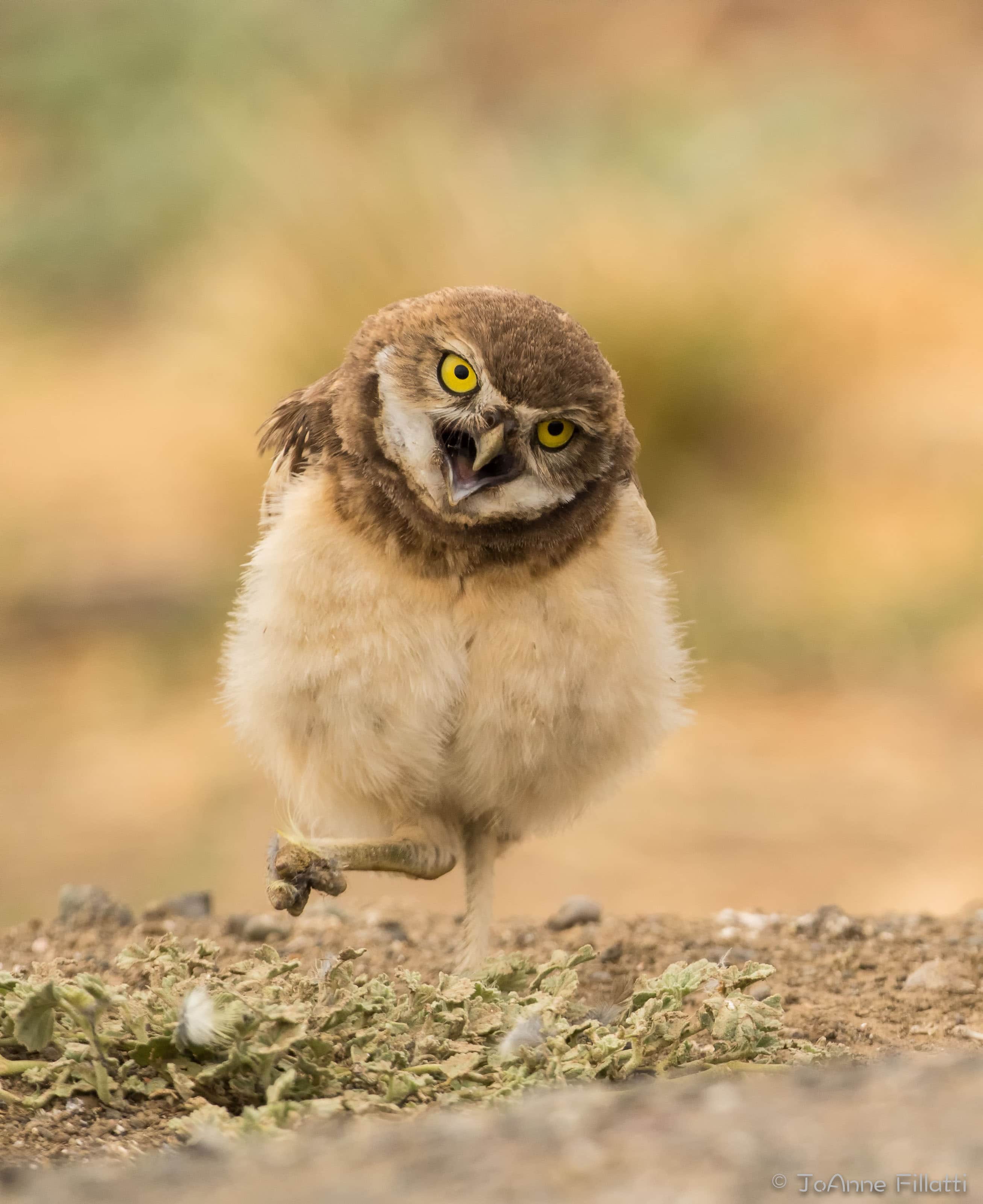 bird of California image 17